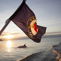 A flag flutters at the back of a boat during sunset, with calm water and the silhouette of a porpoise surfacing. The boat's wake creates a dynamic element in the serene scene.