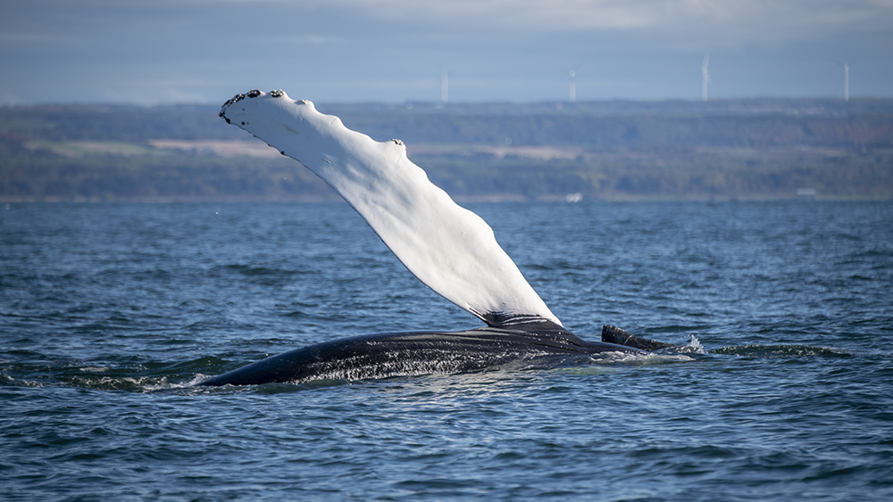 Full-day Bus Excursion and Whale Watching Tour on a Zodiac