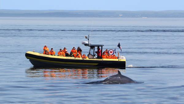 Excursion en zodiac et baleine qui sort de l'eau