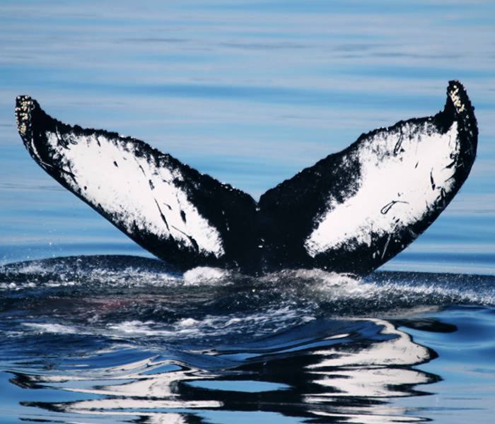 Queue de baleine qui sort de l'eau