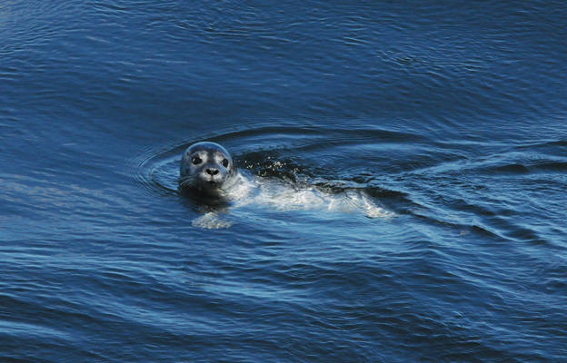 Harbour Seal