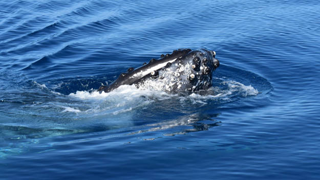 Head of a humpback whale