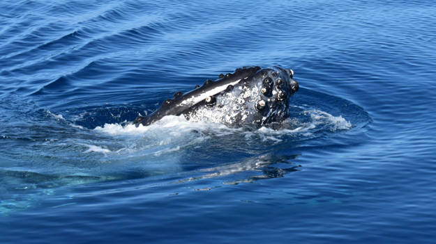 Tête d'une baleine à bosse
