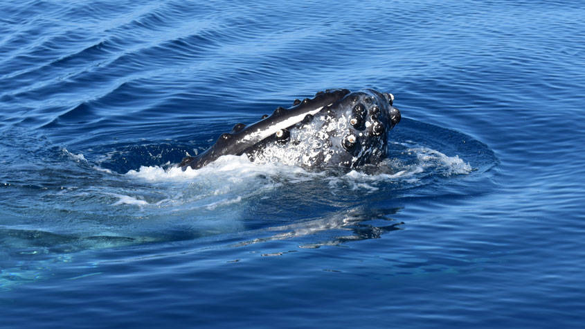 Head of a humpback whale