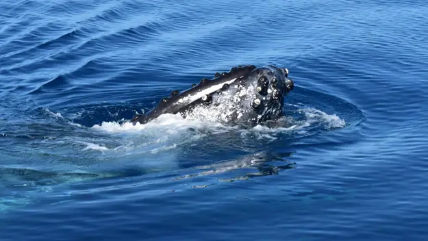 Head of a humpback whale