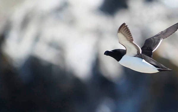 Razorbill