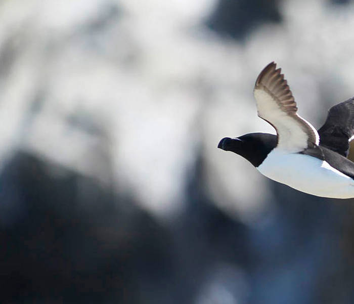 Razorbill