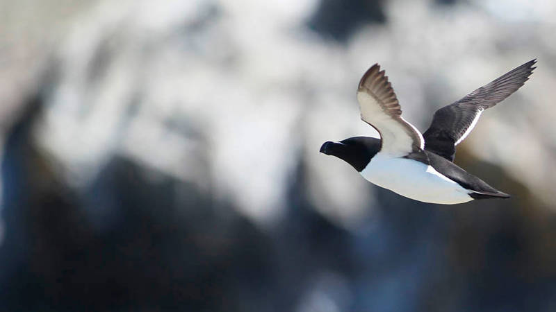 Razorbill