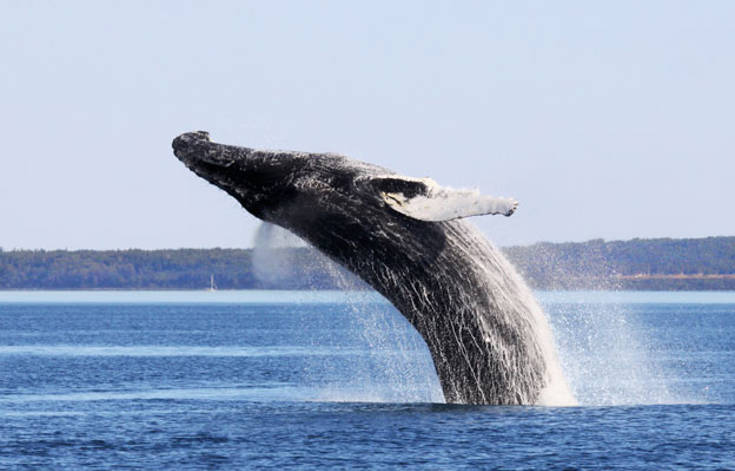 Baleine à bosse qui saute