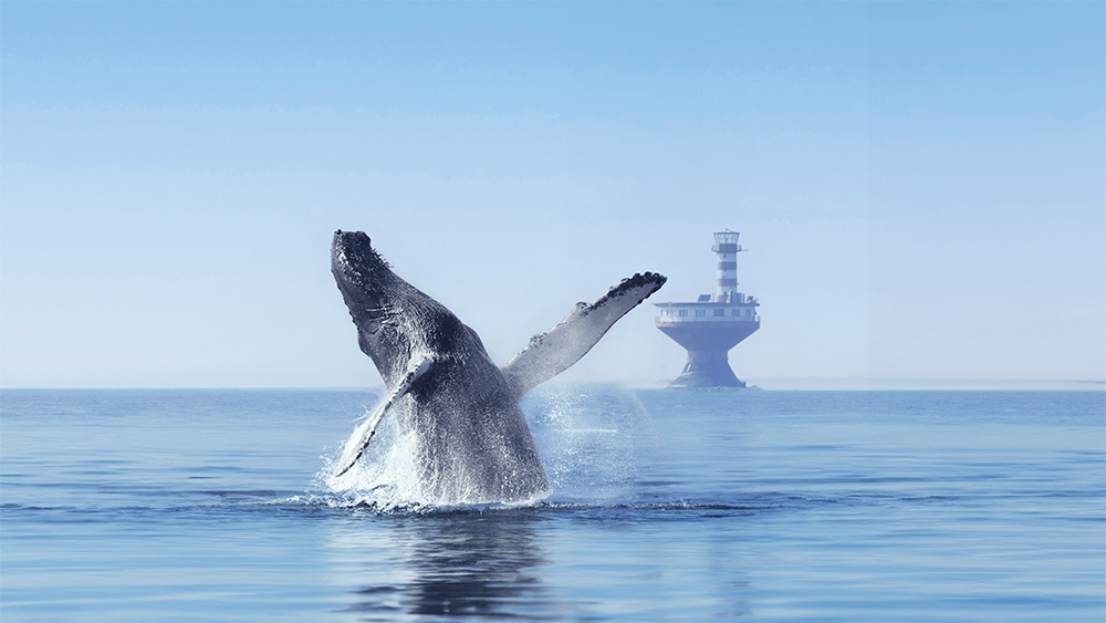 A humpback whale performs a dramatic breach out of the water, splashing as it rises. In the background, a solitary lighthouse stands on calm waters under a clear blue sky, creating a serene and majestic atmosphere.