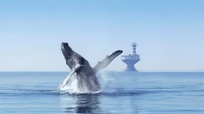 A humpback whale performs a dramatic breach out of the water, splashing as it rises. In the background, a solitary lighthouse stands on calm waters under a clear blue sky, creating a serene and majestic atmosphere.