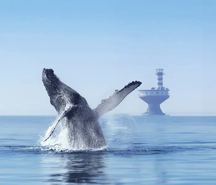A humpback whale performs a dramatic breach out of the water, splashing as it rises. In the background, a solitary lighthouse stands on calm waters under a clear blue sky, creating a serene and majestic atmosphere.