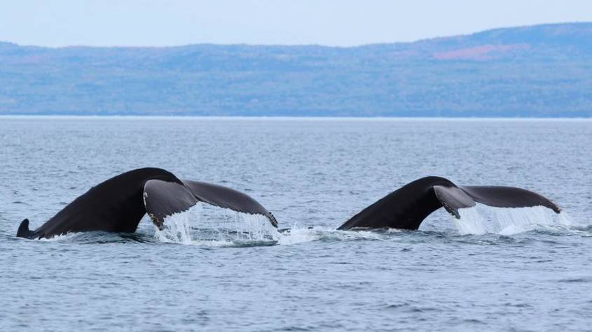 Deux queues de baleines