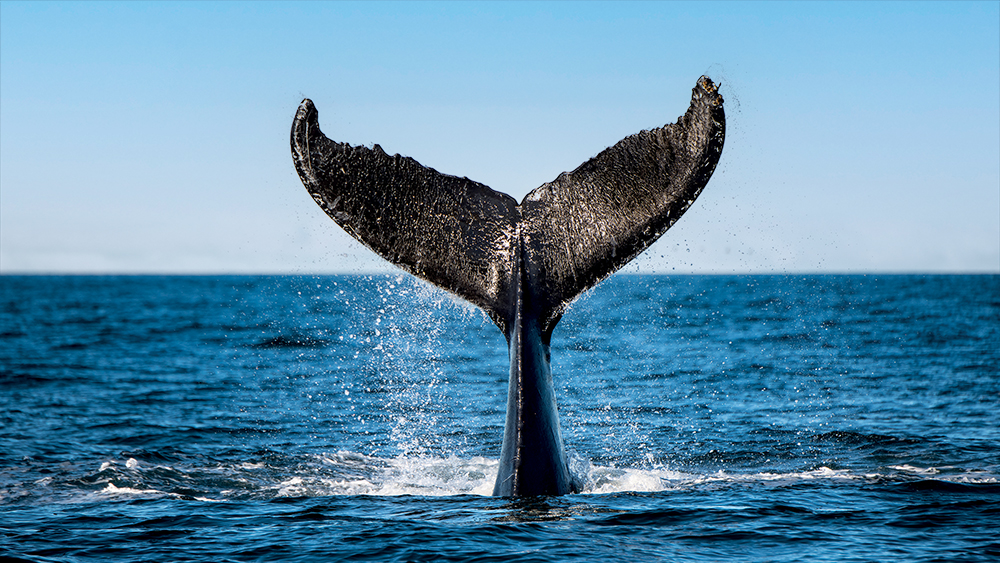 Une queue de baleine émerge de l'océan, éclaboussant de l'eau contre un ciel bleu clair. Le majestueux appendice caudal se détache sur la surface de la mer, capturant un moment dynamique dans l'environnement marin.