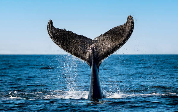 A whale's tail emerges from the ocean, splashing water against a clear blue sky. The majestic fluke is highlighted against the sea's surface, capturing a dynamic moment in the marine environment.