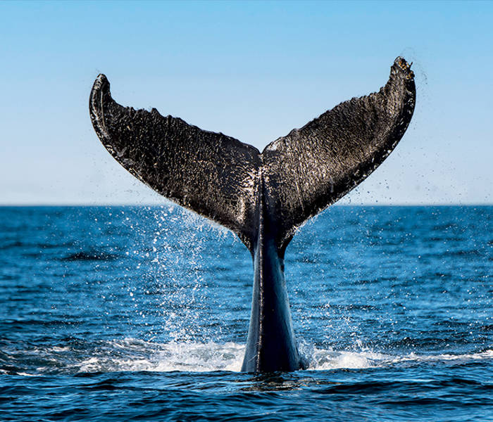 A whale's tail emerges from the ocean, splashing water against a clear blue sky. The majestic fluke is highlighted against the sea's surface, capturing a dynamic moment in the marine environment.