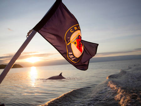 Whale at sunset