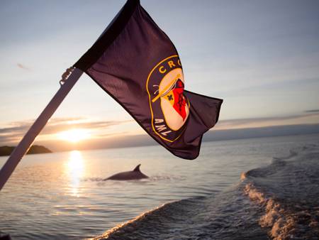 Baleine au coucher de soleil