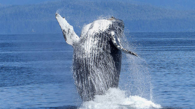 Baleine qui saute hors de l'eau