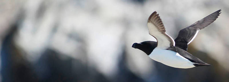 Pingouin en train de voler