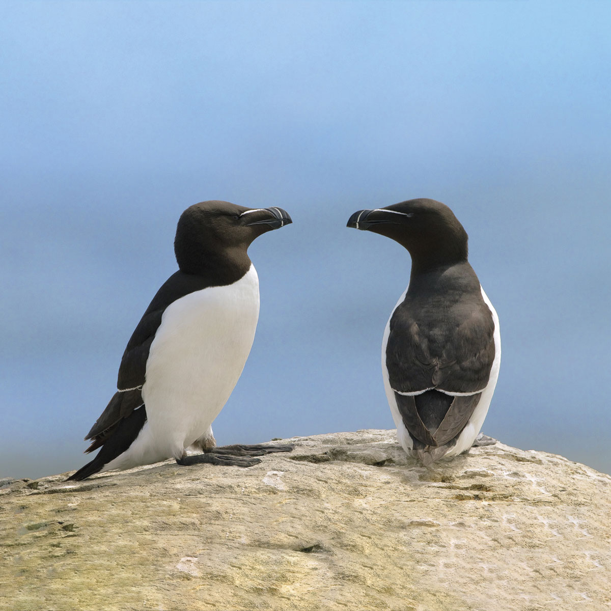 Razorbills