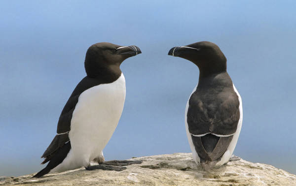 Razorbills