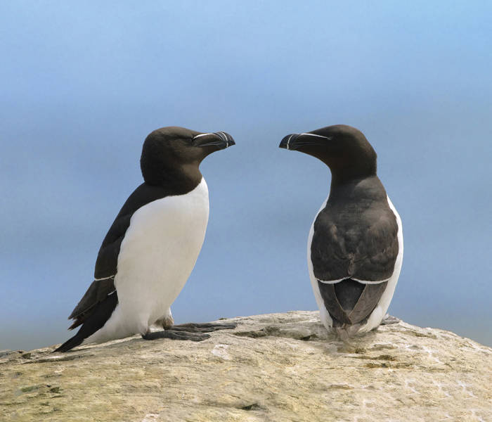 Razorbills