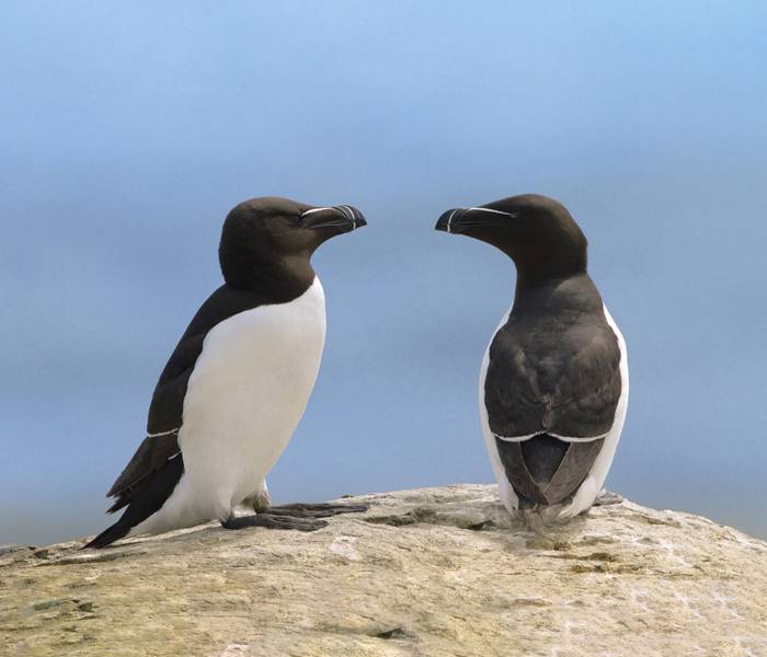 Petits pingouins