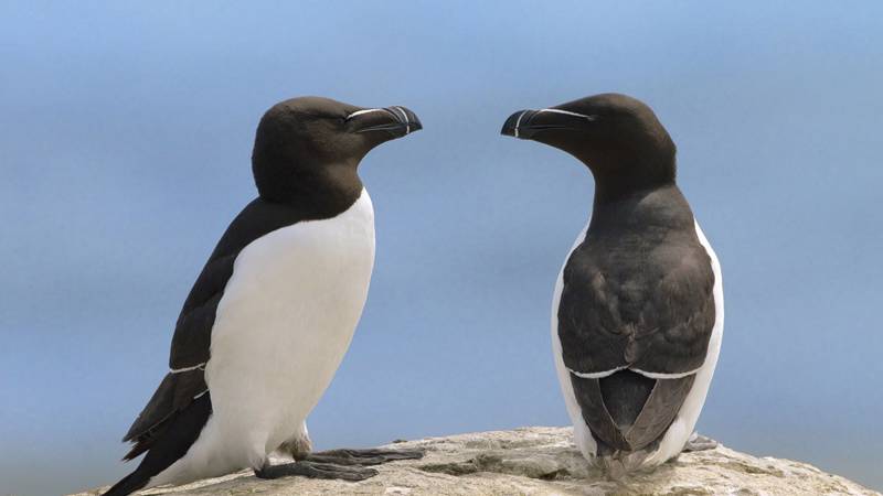 Petits pingouins