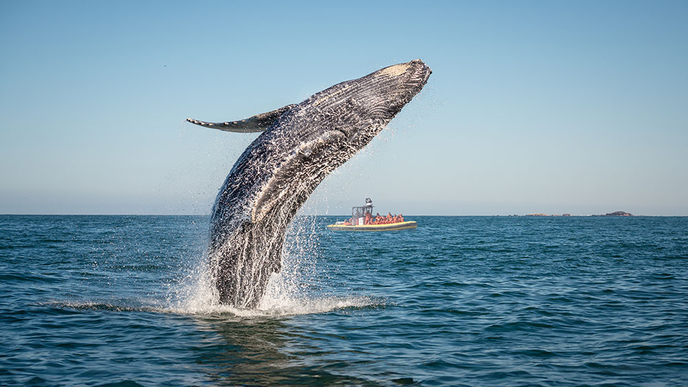 Une baleine à bosse effectue un spectaculaire saut hors de l'eau, projetant des éclaboussures autour d'elle. En arrière-plan, un petit bateau d'observation avec des passagers est visible sur une mer calme sous un ciel bleu clair.