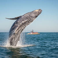 Une baleine à bosse effectue un spectaculaire saut hors de l'eau, projetant des éclaboussures autour d'elle. En arrière-plan, un petit bateau d'observation avec des passagers est visible sur une mer calme sous un ciel bleu clair.