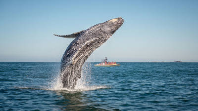 A humpback whale performs a dramatic breach out of the water, creating splashes around it. In the background, a small observation boat with passengers is visible on calm waters under a clear blue sky.