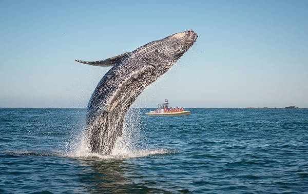 A humpback whale performs a dramatic breach out of the water, creating splashes around it. In the background, a small observation boat with passengers is visible on calm waters under a clear blue sky.