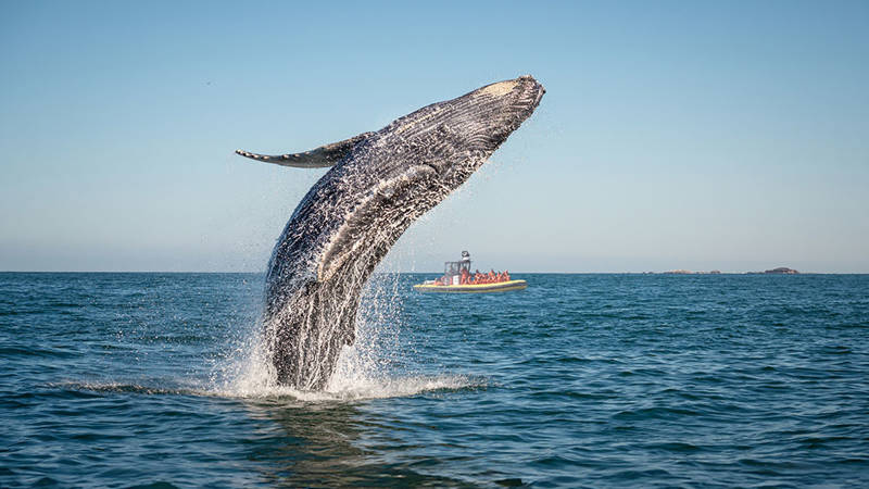 A humpback whale performs a dramatic breach out of the water, creating splashes around it. In the background, a small observation boat with passengers is visible on calm waters under a clear blue sky.