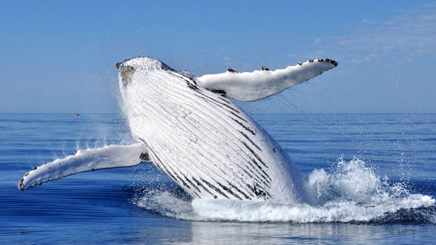 Ventre d'une baleine à bosse