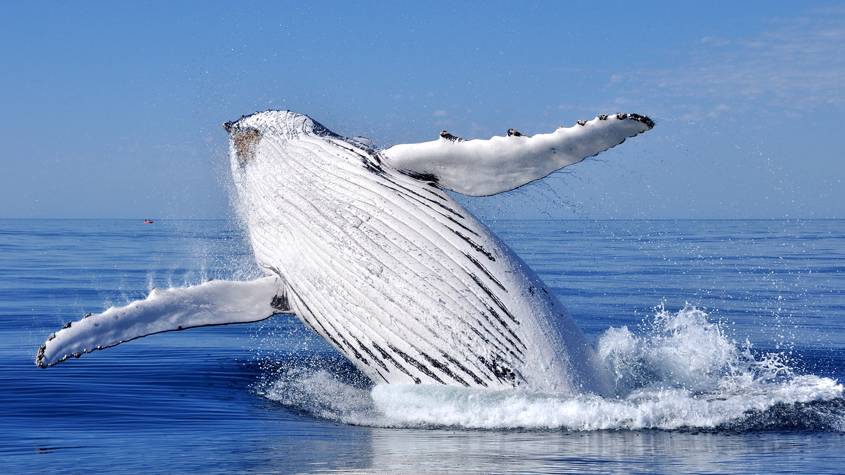 Ventre d'une baleine à bosse