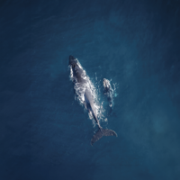 Un bateau de croisière rempli de passagers observe une baleine à bosse qui émerge partiellement de l'eau, avec sa nageoire pectorale visible. En arrière-plan, des collines verdoyantes sous un ciel clair encadrent la scène.