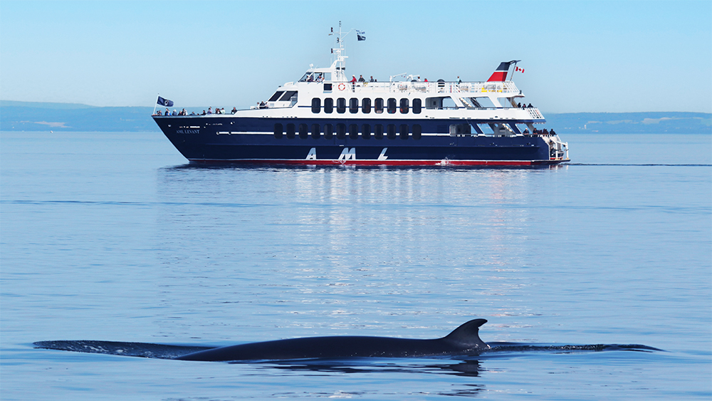 Une baleine nage à la surface de l'eau, avec son dos et son aileron visibles au premier plan. En arrière-plan, un bateau de croisière navigue tranquillement sur une mer calme, sous un ciel bleu clair.