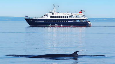 A whale swims at the water's surface, with its back and dorsal fin visible in the foreground. In the background, a cruise ship sails peacefully on calm waters under a clear blue sky.