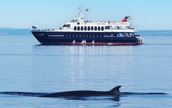 A whale swims at the water's surface, with its back and dorsal fin visible in the foreground. In the background, a cruise ship sails peacefully on calm waters under a clear blue sky.