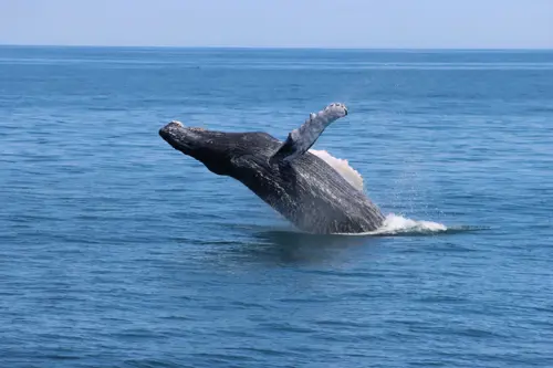 Rorqual à bosse (Crédit : CMWWRC)