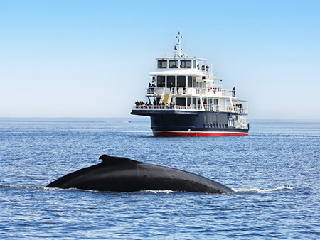 A large whale surfaces partially in the ocean with a ferry boat in the background under a clear blue sky. Passengers on the boat are observing the scene.