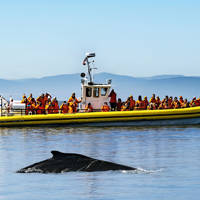 Un bateau d'observation jaune rempli de passagers en gilets de sauvetage flotte sur une mer calme. Au premier plan, le dos d'une baleine est visible à la surface de l'eau. En arrière-plan, des collines floues et un ciel bleu clair complètent la scène.