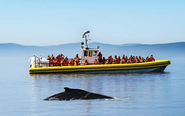 A yellow observation boat filled with passengers in life jackets floats on calm waters. In the foreground, the back of a whale is visible at the water's surface. The background features blurry hills and a clear blue sky.