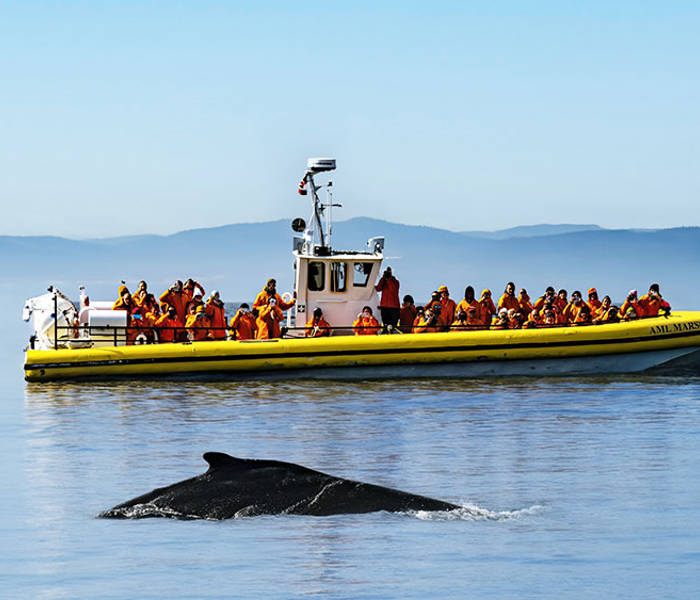 A yellow observation boat filled with passengers in life jackets floats on calm waters. In the foreground, the back of a whale is visible at the water's surface. The background features blurry hills and a clear blue sky.