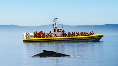 A yellow observation boat filled with passengers in life jackets floats on calm waters. In the foreground, the back of a whale is visible at the water's surface. The background features blurry hills and a clear blue sky.