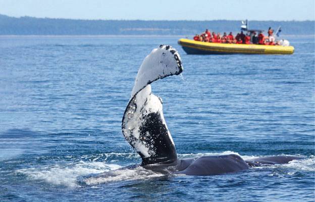 Excursion in zodiac and whale that comes out of the water