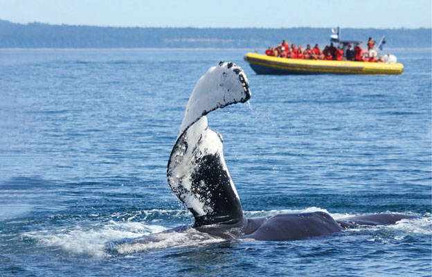 Excursion en zodiac et baleine qui sort de l'eau