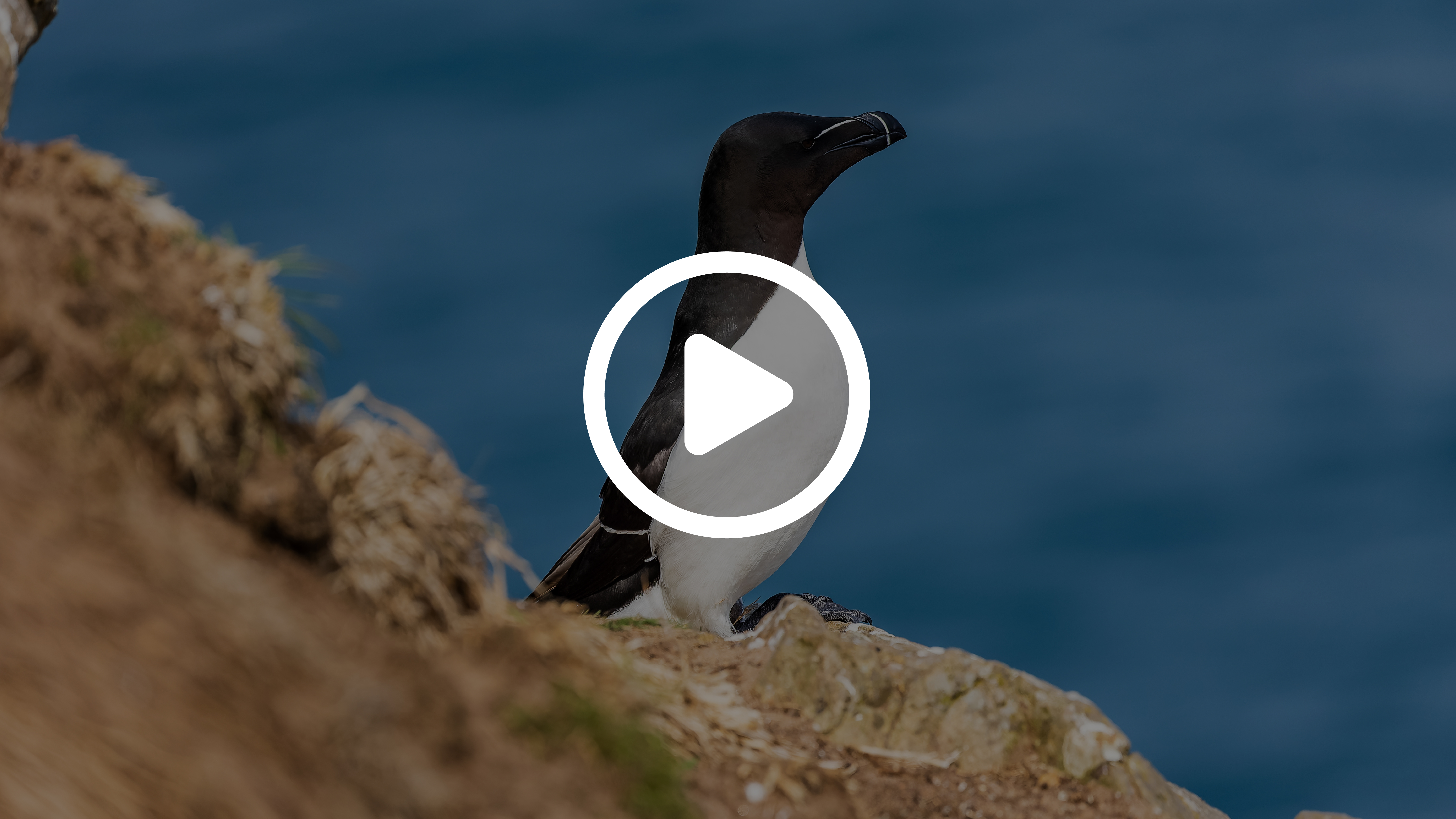 Are there really penguins in the St. Lawrence River? | AML Cruises